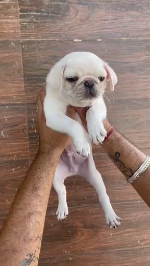 PUG | PUG Snow White | Rare Color Of PUG Breed #MakeMyPet #WhitePUG #dogsofinstagram | Make My Pet | Facebook