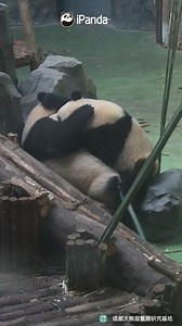 18K views · 920 reactions | No matter how big a panda gets, it won't stop being clingy to its mom. (Xiao Yatou) #panda #adorable #HiPanda #ChengduPandaBase #PandaMoment #PandaFun For more panda information, please check out: https://en.ipanda.com | iPanda | Facebook