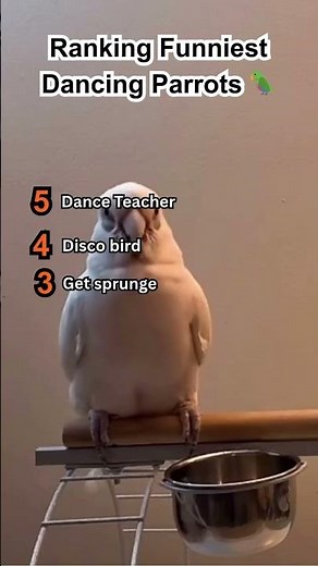 Ranking Funniest Dancing Parrots!🦜😂
