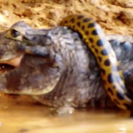 Crocodile hunting python😱 #wildanimals #python #crocodile #animals