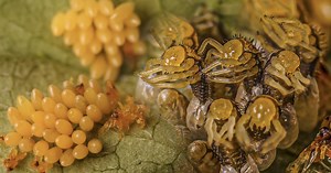 Fascinating Macro Timelapse Footage Shows the Life Cycle of Ladybugs