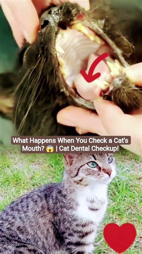 What Happens When You Check a Cat's Mouth? 😱 | Cat Dental Checkup!