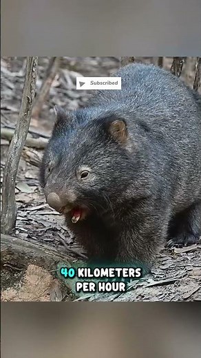 Wombats Can Run Faster Than You Think! 🐾 #animals #facts #wildlife #shorts