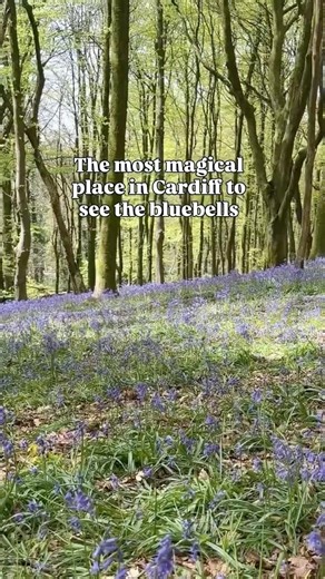 The best place in Cardiff to see the bluebells. Coed y Wenallt. Info in description.