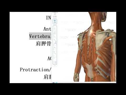 20231108 mblex 联邦按摩必考知识点 前锯肌