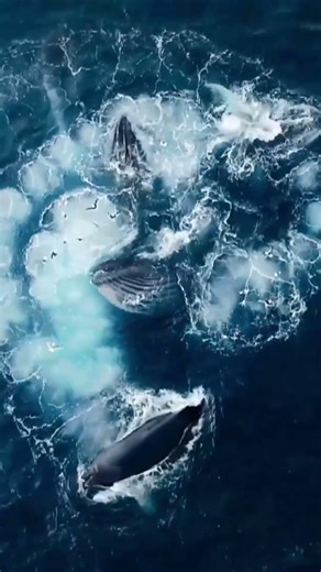 Comment mangent les baleines #nature #documentaire #arte #baleines