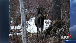 Small Town BC: Mackenzie