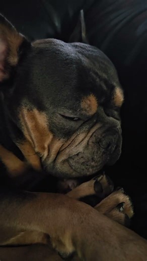 Henry in a deep sleep snoring #short #cute #frenchie #frenchton #dog