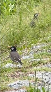 鴨川【ムクドリ（椋鳥） 】オレンジ色のくちばしと脚が特徴的です。頬の部分に白い斑点があり、腰にも白い模様 （2026年5月1日）