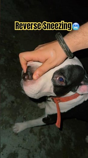 How To Stop Reverse Sneezing !!🤧✅