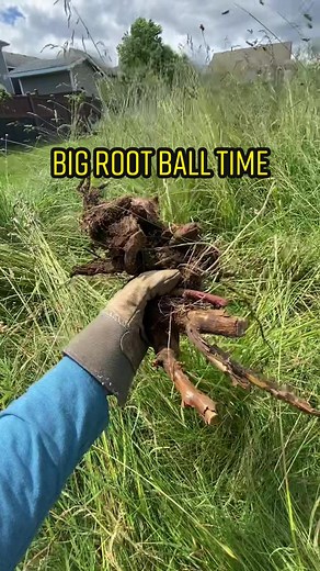 Digging Up Himalayan Blackberry Roots: Invasive Species Removal