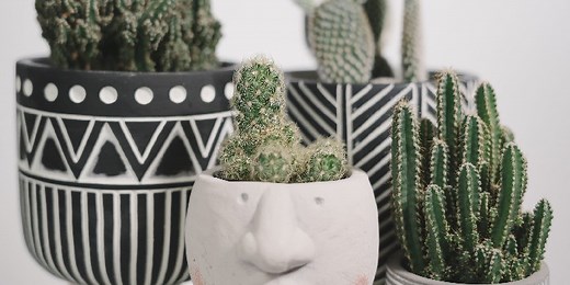 100 Cactus Quotes to Help You Endure Amidst Adversities