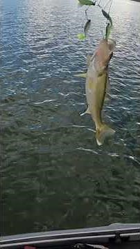 Douglas Lake Walleye #foryou #fishing #outdoors #dixiecustomrods #tennessee