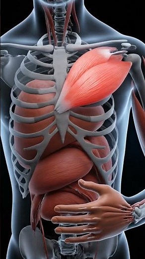 Belly Press Test Subscapularis