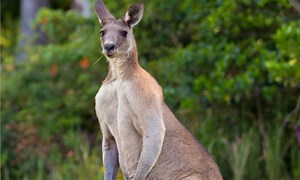What Is Inside a Kangaroo Pouch?