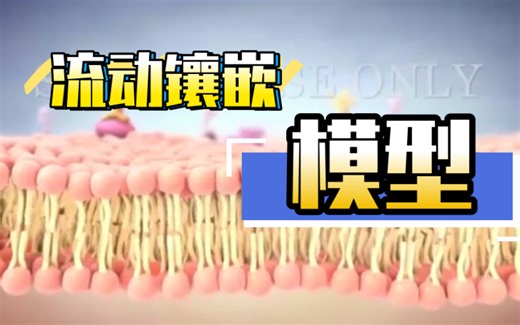 【高中生物动画演示】流动镶嵌模型