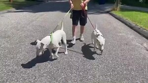 104 reactions · 11 shares | https://btrmission.org/adoption-process/ Ghost and his roommate out for a summer stroll. Located in CT, Ghost is crate and potty trained and available for adoption (no cats or small dogs). #ittakesavillage #bullterrierrescue #bullterrier #bullterrierofinstagram #bullterriersofig #fosterdog #rescuedog | Bull Terrier Rescue Mission | Facebook