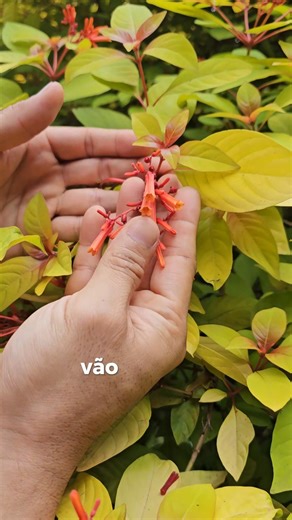 Gaspar Yamasaki on Instagram: "A Hamelia patens é uma representante fascinante da família Rubiaceae — a mesma família botânica do café e da ixora. Nativa das Américas, essa espécie é o que chamamos tecnicamente de planta melitófila, ou seja, ela evoluiu especificamente para atrair polinizadores. Suas flores tubulares, em tons de laranja e vermelho, funcionam como pequenos reservatórios de néctar de alta caloria, sendo uma das fontes alimentares favoritas dos beija-flores. Ter uma dessas no jardi