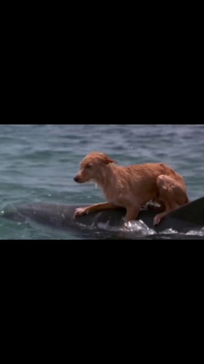 Dolphin and Dog Encounter: Full Video on YouTube