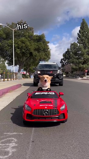 Say hello to Boba 🏎💨 Follow @corgilegend Credits @corgibobaa - - - - - #corgi #corgilife #corgilove #corgilover #corgidog #corgilove #corgitime #corgies