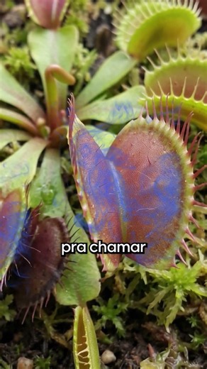 How Carnivorous Plants Eat Insects