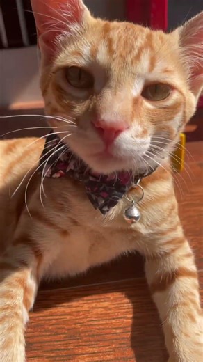 Angy cat ##cute #cutecat #funny