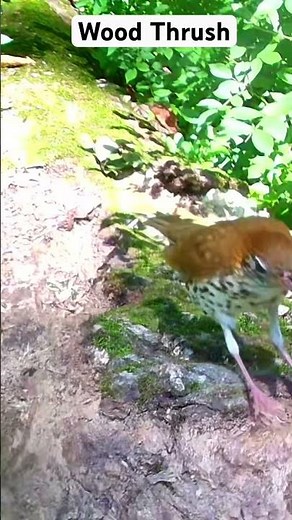 Wood Thrush - Song Bird sounds like a flute #songbirds #birds #nature