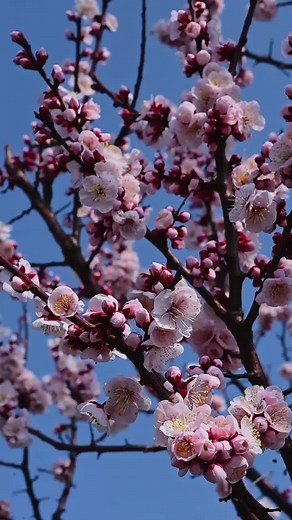 springtime in Japan... the UME (plum) blossoms are bursting! 💐💗💗💗 #japan #ume #plumblossom