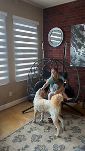 🎈#YoolaxBrandAmbassador – Elegant Solution for Light Control and Privacy 💚 ✨ Meet: Zebra Blinds! ✨Also known as dual sheer or transitional shades, these stripes of sheer opaque fabric let you easily switch between soft natural light 🌤️ and cozy privacy 🌙. With a Matter motor, they connect seamlessly to your smart home system 🏡⚡ — making your space not just easier, but smarter. Featured here: Smart Zebra Blinds / Matter Motor / 100% Blackout Striped lvory 一一一一一一 🛒 Shop via link in bio or 👉