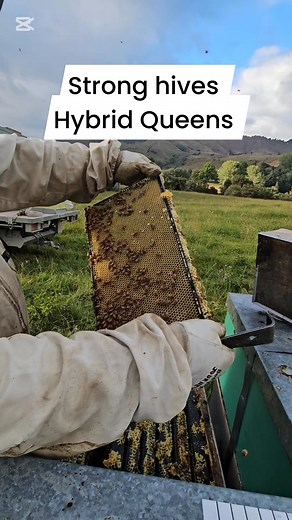Adding an empty honey super. Checking diseases. Honey flow north island 2025 HYBRID QUEENS are tested for brood rearing and honey production; most honey's stored in the supers, and the brood boxes are packed with brood to keep the hive strong until the honey flow ends. #fbreels23 #fbreelsvideo #filipinobeekeeper #superstronghive #BeekeepingJourney #beekeepingnewzealand #beekeepingtips #manukaflower #beekeepersofinstagram #honey Part 3 | Beekeeping Journey
