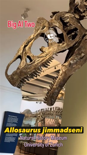 Big Al Two: Paleontologist Cut (code for lots of tail footage :-)) #Allosaurus jimmadseni,‘Big Al Two,’ (NMZ 1000005; formerly SMA 0005) original material on display at the Natural History Museum at the University of Zurich. Said to be as much as 95% original, with skin impressions and stomach contents, it is one of the most important, yet least-published-on dinosaur skeletons. The animal is loaded with pathologies as you can see in this video. The ischium injury had to have hurt severely. I shu