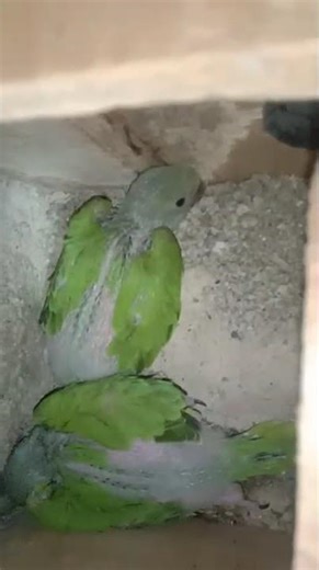 Green ringneck #raw#exotic#mucaw#cockatoo#lorry#african grey#electus#ringneck#yellow