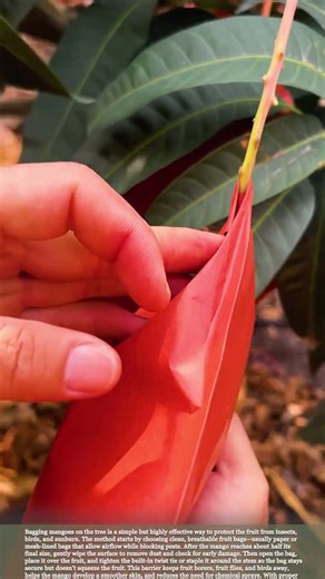 Protecting Mangoes from Pests: Simple Bagging Technique #farmingtips #gardeningtips