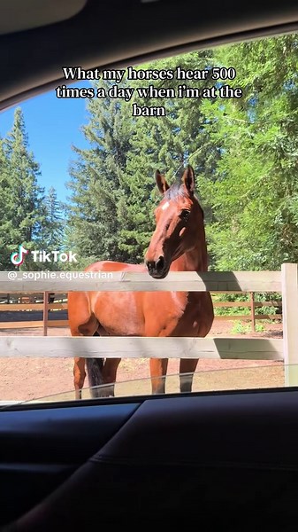 they r just so cute i can’t #horse #equestrian #cutehorse #socute | Cute Horses Videos