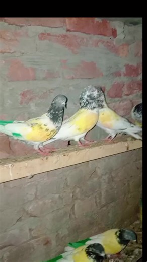 Exciting Animal Moments in Nature