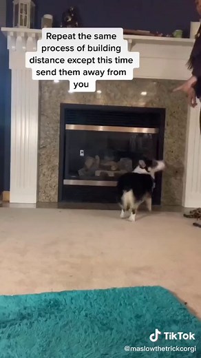 New trick tutorial! (Bed/place) #maslowthetrickcorgi #dog #dogtraining #dogsoftiktok #corgi #corgisoftiktok #dogtricks #trickdog