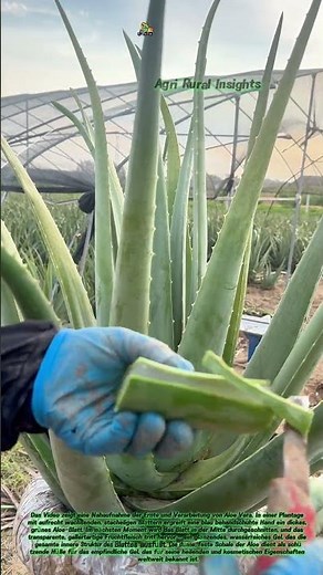 🌿 Durchtrenntes Geheimnis der Natur: Was die Aloe Vera wirklich in sich trägt