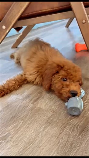 If you're looking for an adorable, easy-going, sweet, and gentle Cavapoo who’s a bit older… then Murphy is the one for you. 🐶🤎 Have questions or want to learn more? Give us a call. We’re happy to help! 📞 508-492-2212 🌐 https://minigoldendoodlesofcapecodllc.com 📍 2 Williams Ave, Pocasset, MA 🕘 Mon-Fri 9-5, Sat-Sun 10-6 Life is just better with a 'Mini Goldendoodles of Cape Cod' Doodle by your side!🐾💫 Check out our current cuties here: https://minigoldendoodlesofcapecodllc.com #Cavapoo #Ca