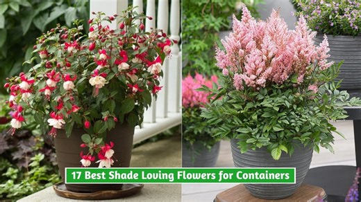 Beautiful shade-loving flowers that transform containers