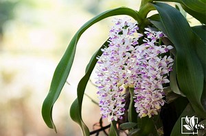 Phalaenopsis Gigantea: Growing the Giant Jungle Orchid at Home - Evergreen Seeds