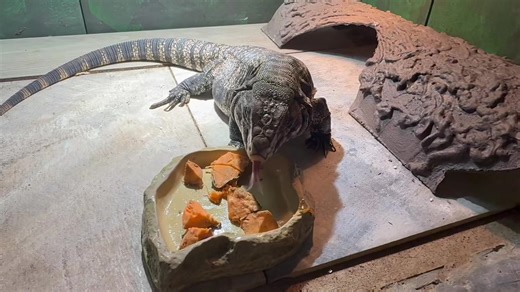 Tegu lizards are omnivores. While they do seem to prefer meat, it is important to include vegetable matter in the diet as well as protein. For Berkley, I often mix greens in with eggs to get him to eat his veggies, but sweet potatoes are one vegetable that he likes without any trickery! The Museum is open 10-6 Tuesdays through Saturdays and (for now) 12-4 on Sundays! https://www.bugandreptile.org/ | The Santa Fe Reptile and Bug Museum