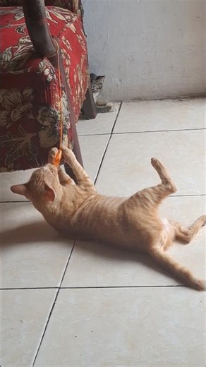 KUCING OYEN BARBAR ❎️ KUCING OREN RADA PEA ✅️🤣🤣🤣🤣 #cat #imut #catshorts #oyenbarbar #oyen