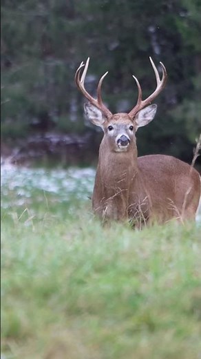 Whitetail BUCK Snort Wheezes!