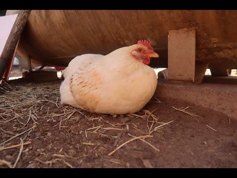 TOP FIVE ways to keep your CHICKENS cool on a hot day
