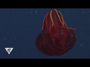 Fascinating ROV Footage of a Deep Sea Bloody-Belly Comb Jelly Camouflaging a Bioluminescent Dinner