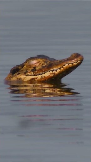 Meet one of the largest reptiles on the planet 🐊