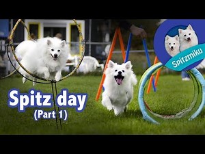 Spitz Day - Agility with Miku and Storm (Part 1)