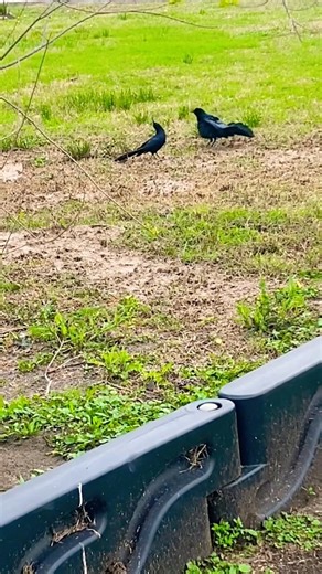 Surah Al Qariah #surah #surahalqariah #qariah #nature #birds