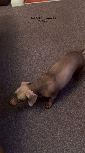 Mabel running on clean energy after a bath - funny pup