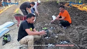 Tips Budidaya Porang ala Pendiri Sekolah Porang Sidrap Syaharuddin Alrif, 1 Pohon Hasilkan 4 Kg Umbi - Tribun-timur.com